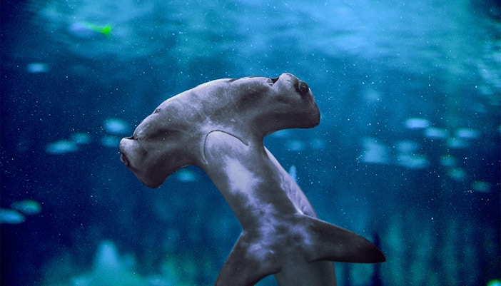 I tesori naturali degli Emirati Arabi Uniti