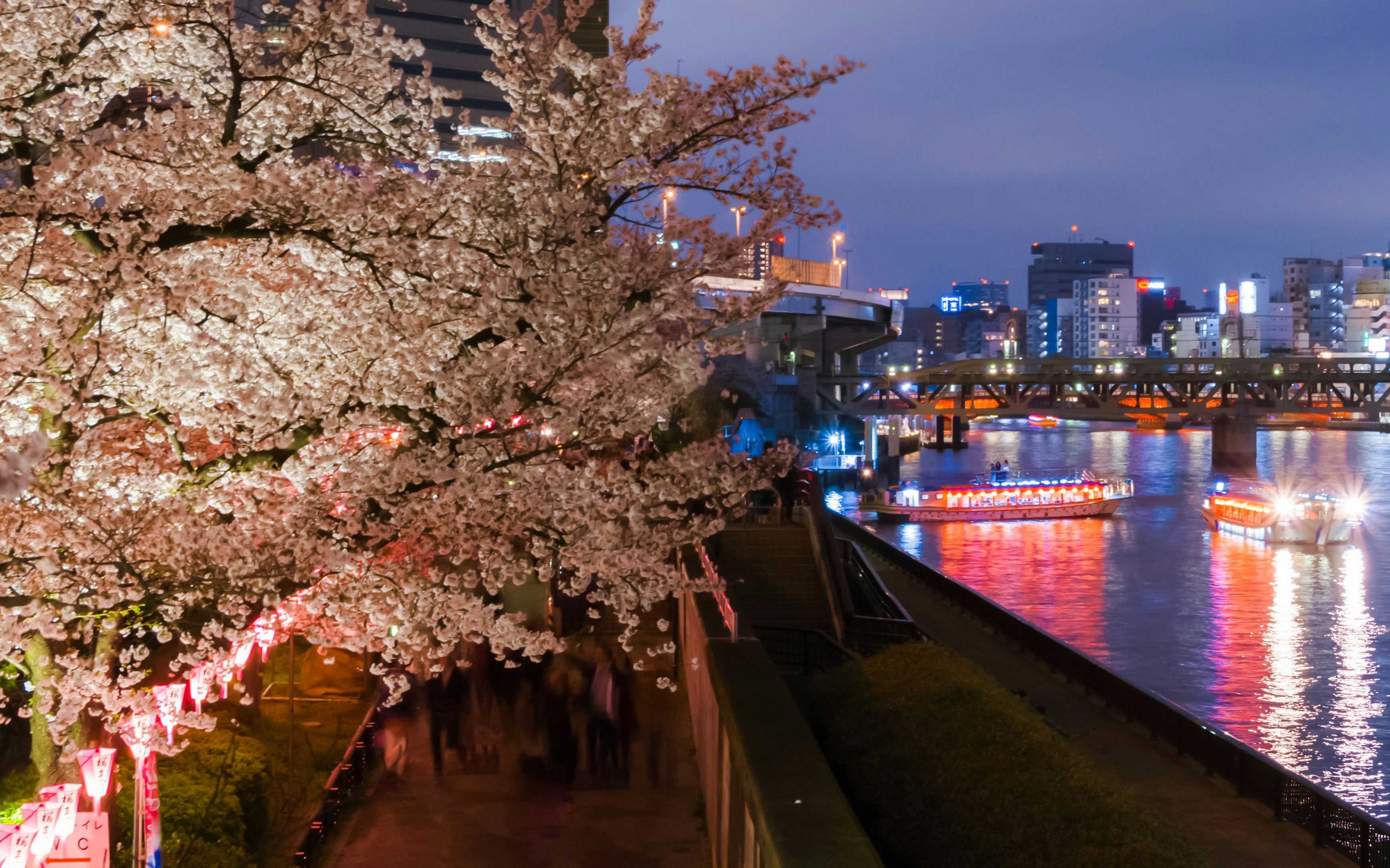 Tokyo river cruise with cherry blossoms and illuminated boats at night.