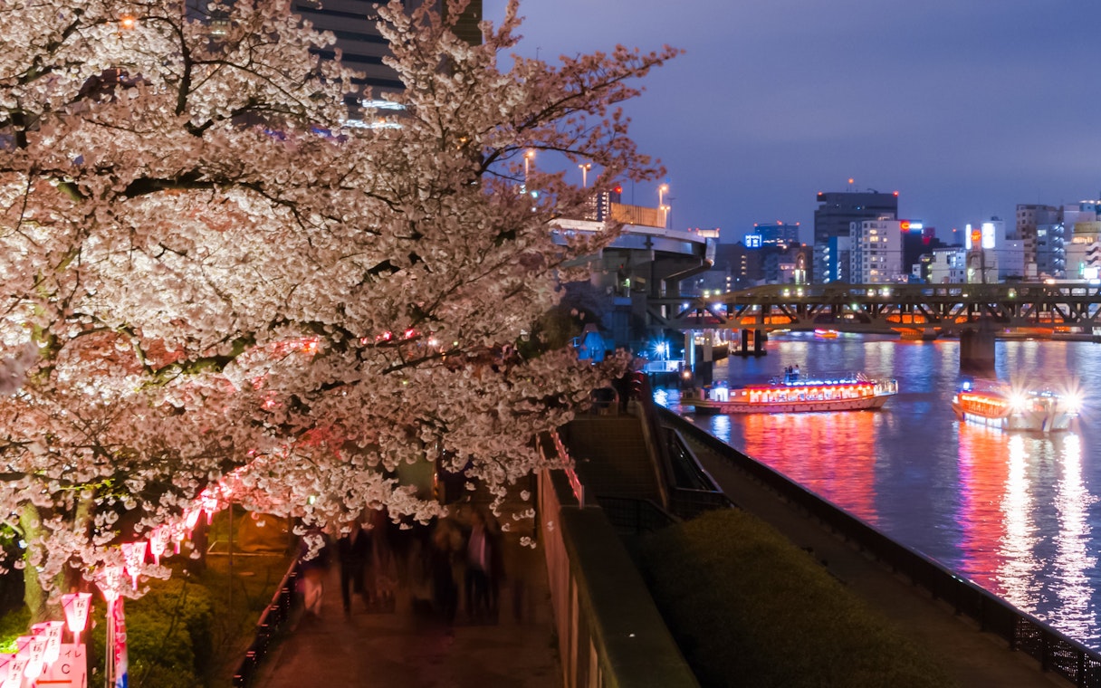 Tokyo river cruise with cherry blossoms and illuminated boats at night.