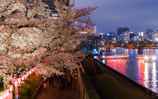 Tokyo river cruise with cherry blossoms and illuminated boats at night.