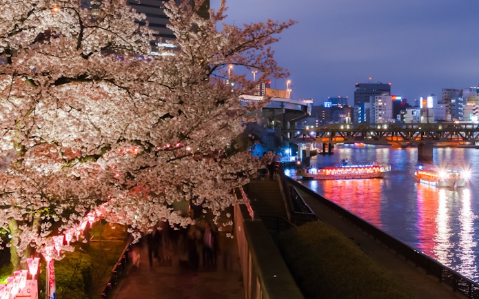 Tokyo river cruise with cherry blossoms and illuminated boats at night.