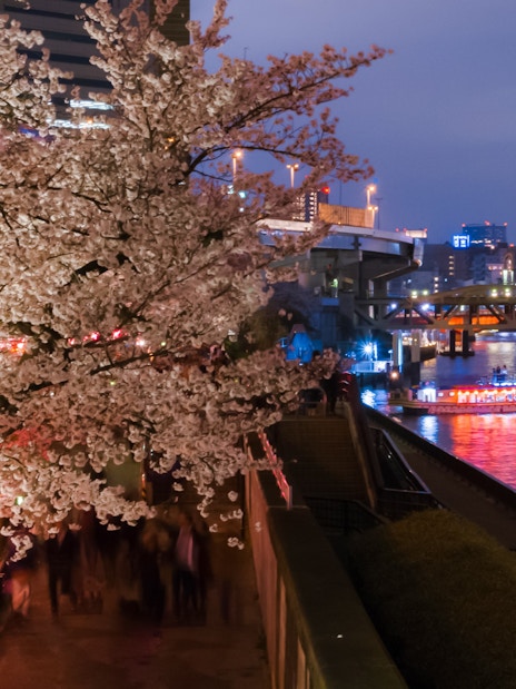 Tokyo river cruise with cherry blossoms and illuminated boats at night.