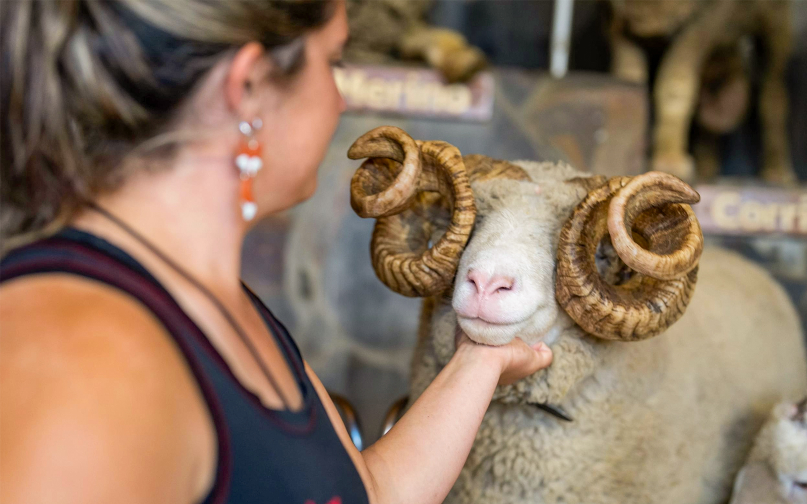 Person interacting with a Merino sheep at Agrodome Authentic Farm Experience.