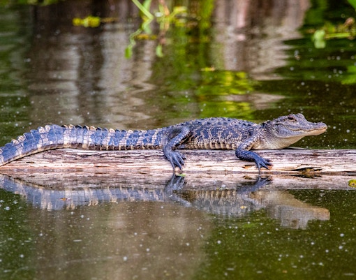 American alligator swimming in a tank at Georgia Aquarium.