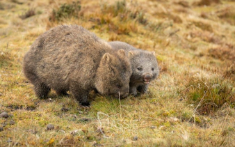 cradle mountain explorer: hobart til launceston-2