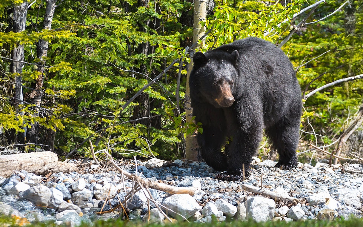 Bear walking through forest at Out of Africa Wildlife Park.