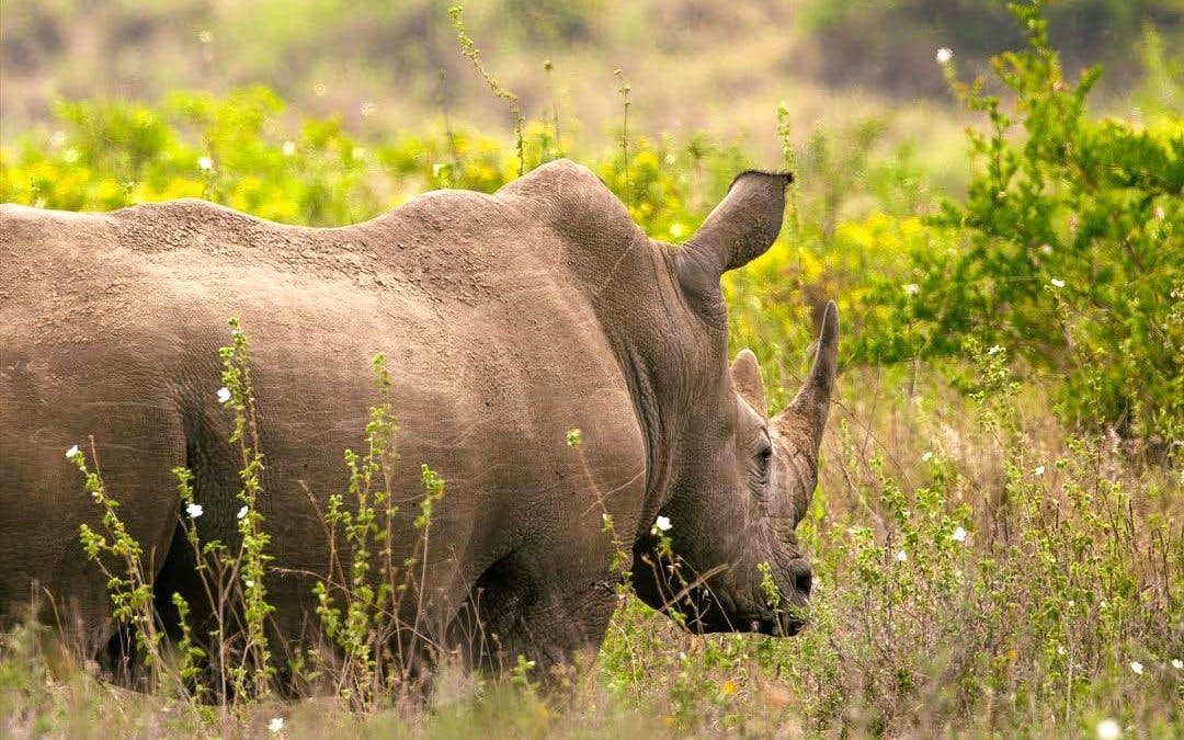 Rhino grazing in Nairobi National Park, Kenya.