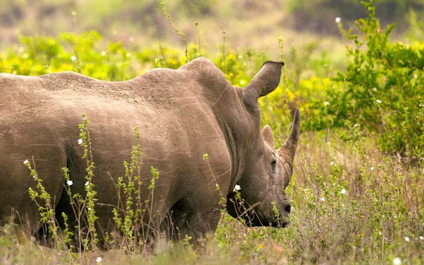 Full Day Nairobi National Park Tour with Game Drive, Elephant Orphanage, Giraffe Center & Hotel Transfers