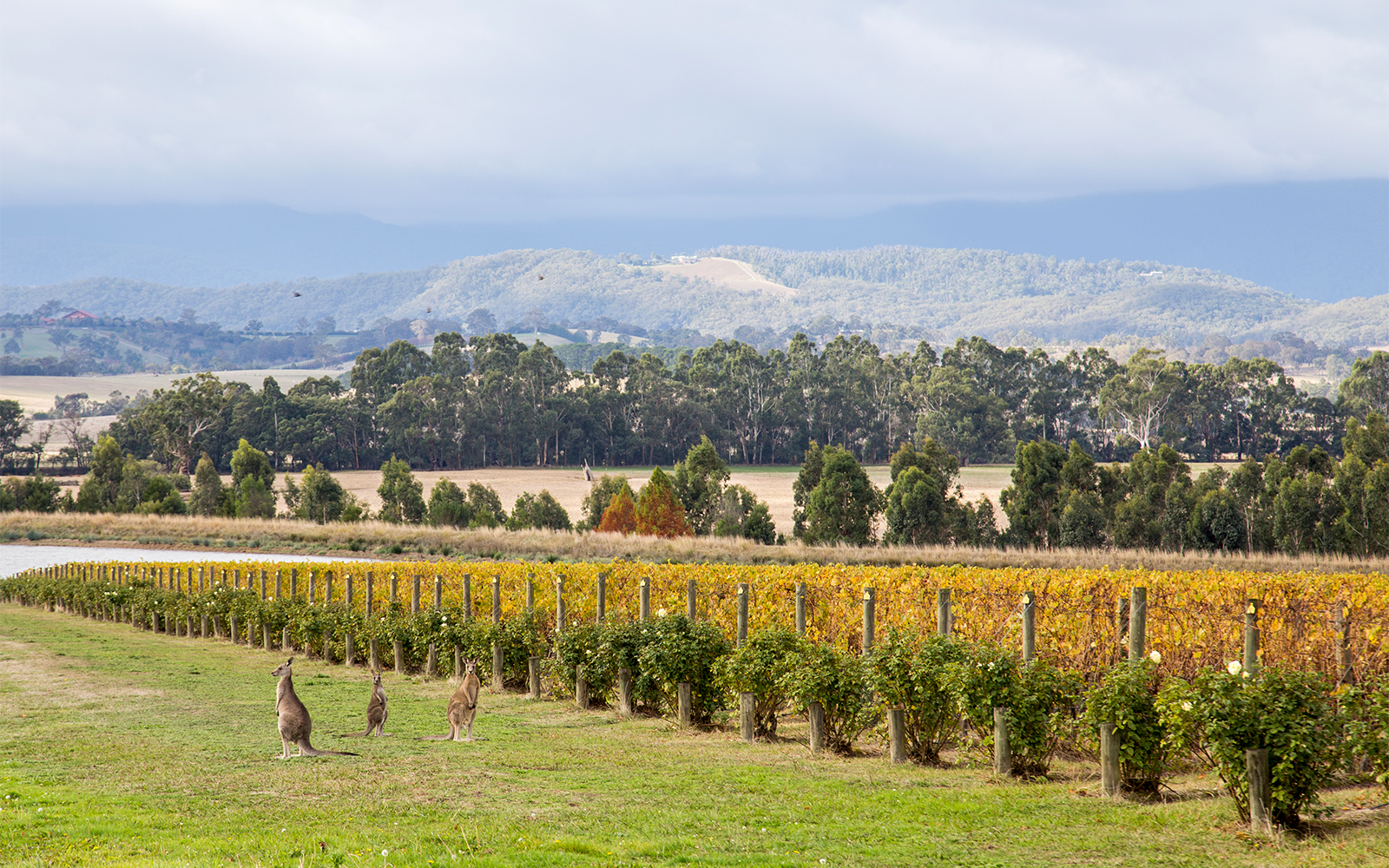 Yarra Valley (über Melba Highway)