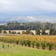 Yarra Valley (via Melba Highway)