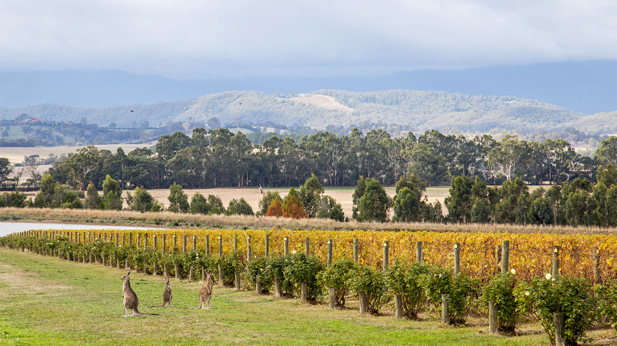 Melbourne Yarra Valley Hop on Hop off Tour See 30 Wineries melbourne-yarra-valley-hop-on-hop-off-tour-see-30-wineries