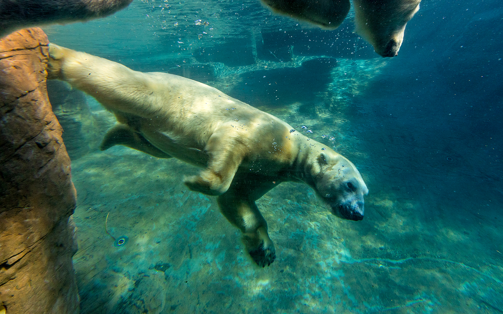 Polar bear swimming underwater at San Diego Zoo.