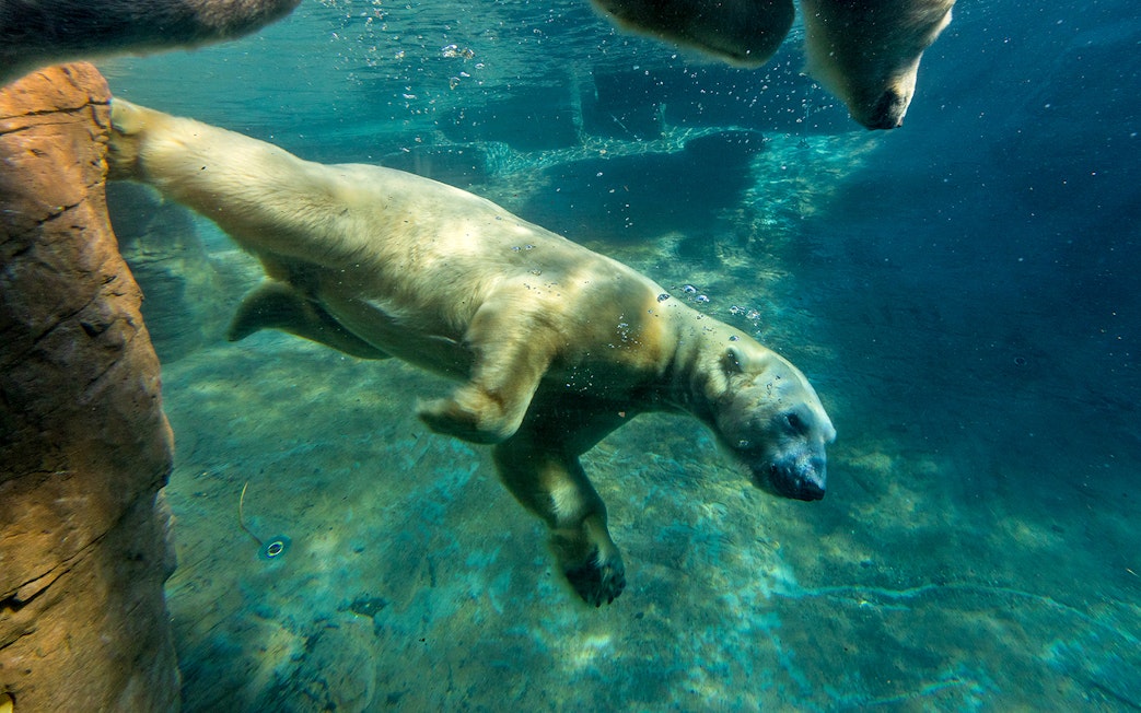 Polar bear swimming underwater at San Diego Zoo.