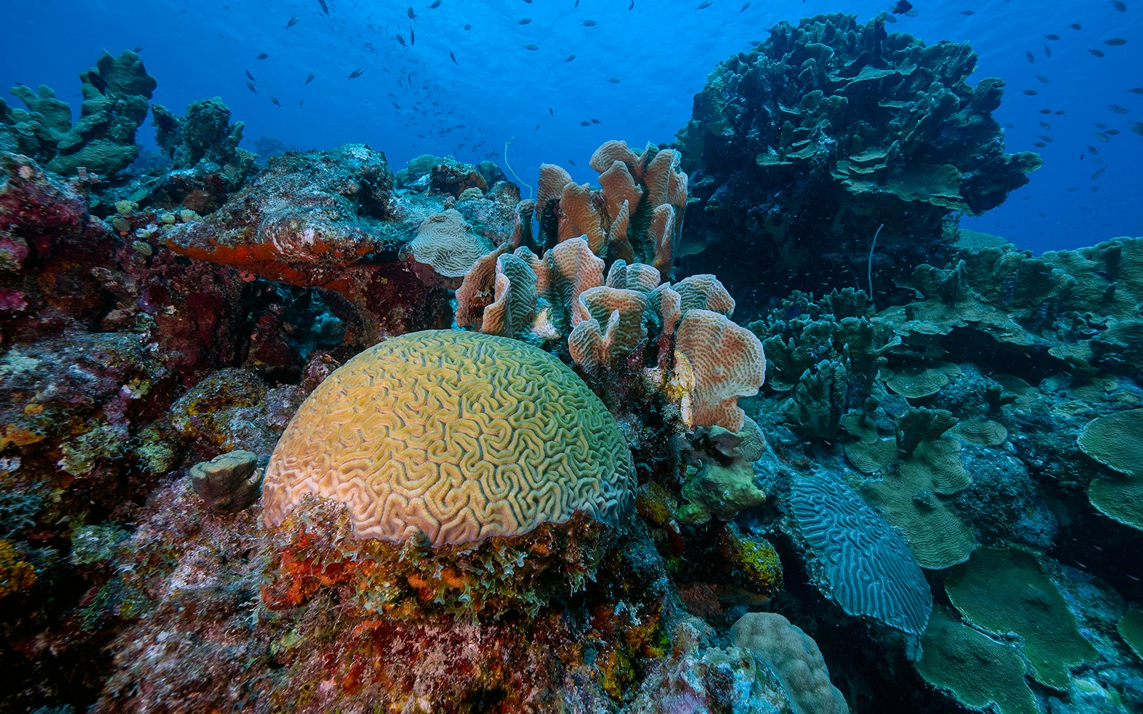 Brain Coral in a reef