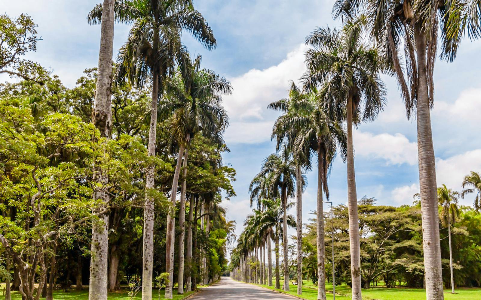 Palm-lined pathway at Jardim Botânico, São Paulo.