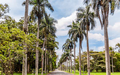 Palm-lined pathway at Jardim Botânico, São Paulo.