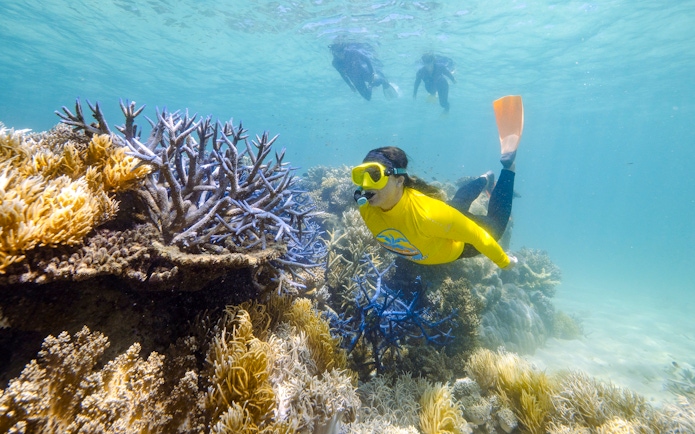 Snorkeler exploring coral reef during Great Barrier Reef guided eco tour.