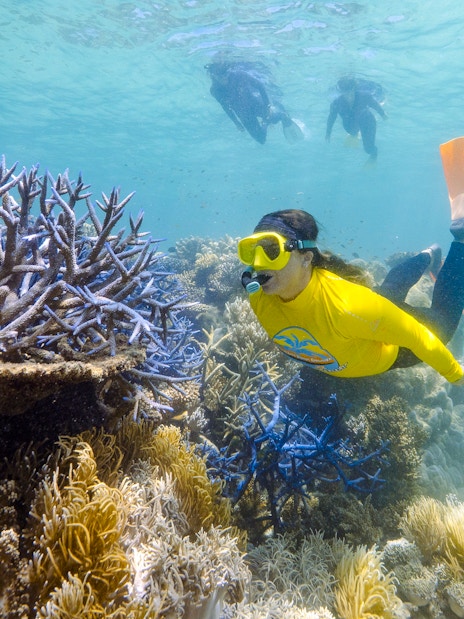 Snorkeler exploring coral reef during Great Barrier Reef guided eco tour.