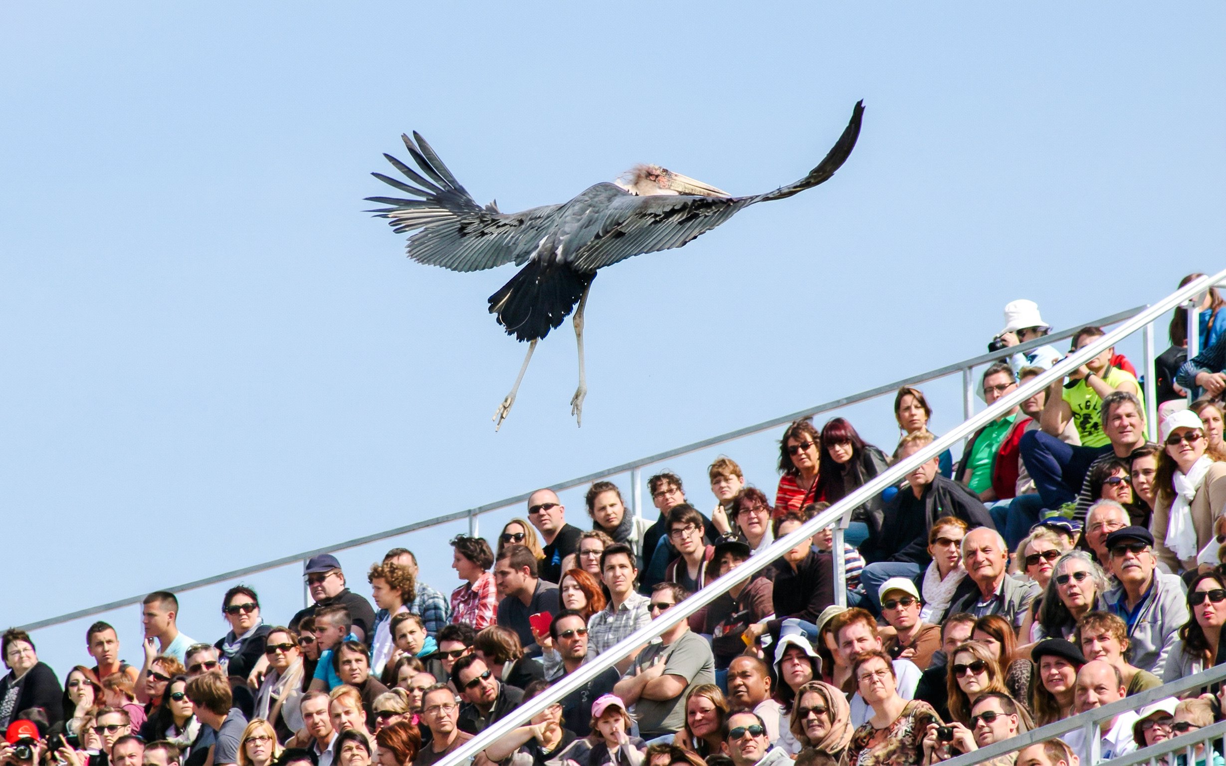Bird flying over audience at Zooparc de Beauval, Loire Valley, France.