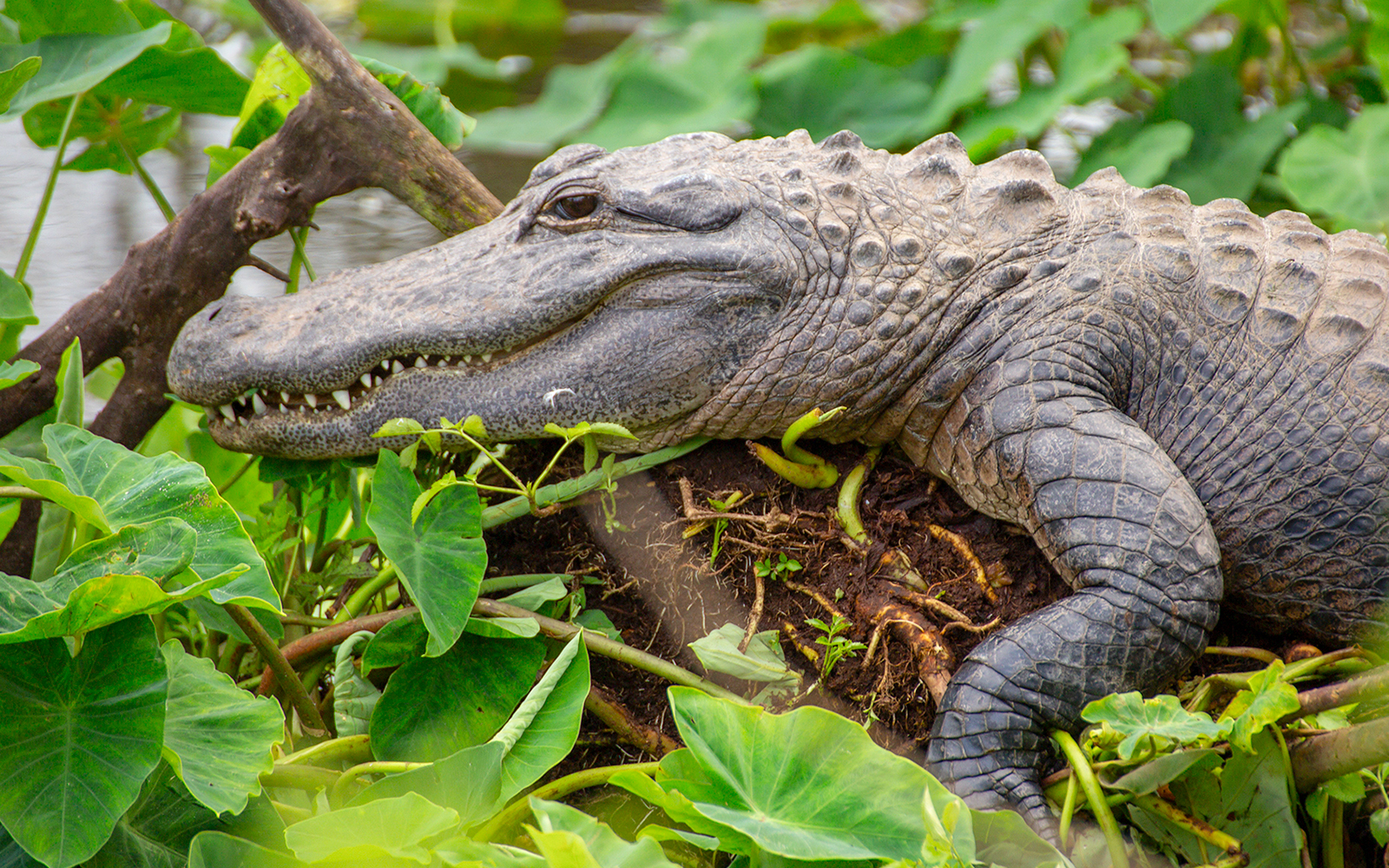 Alligator resting among lush greenery at Gatorland.