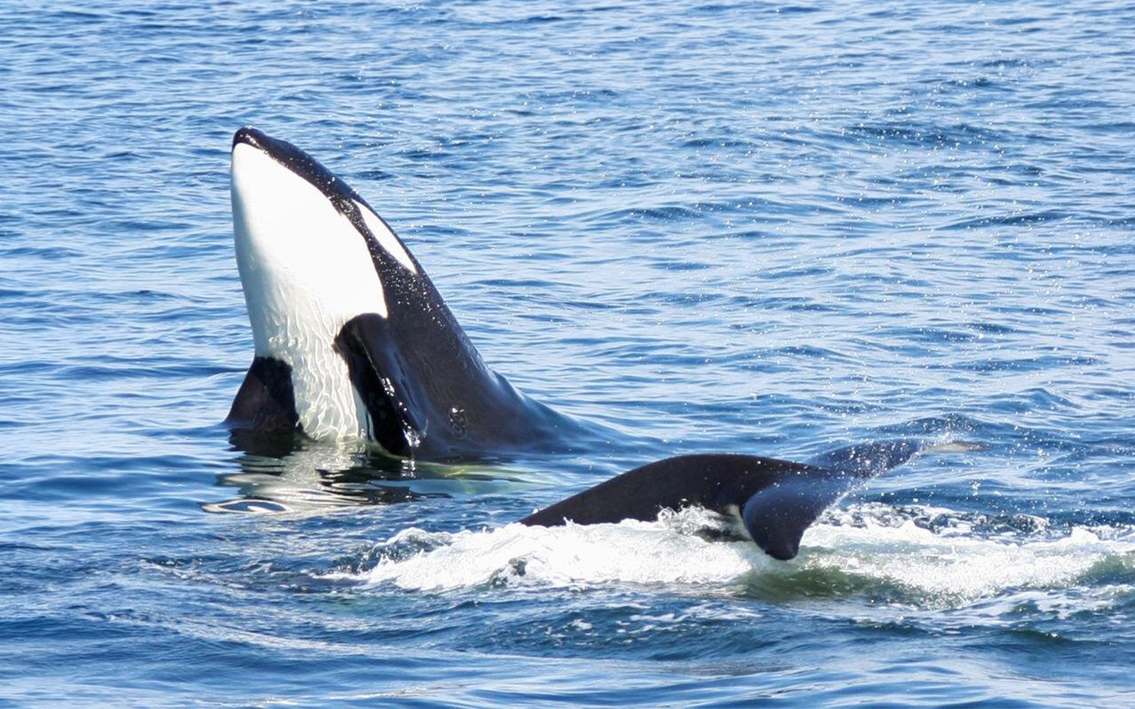 Orca breaching in the waters near Seattle during a wildlife and whale watching tour.