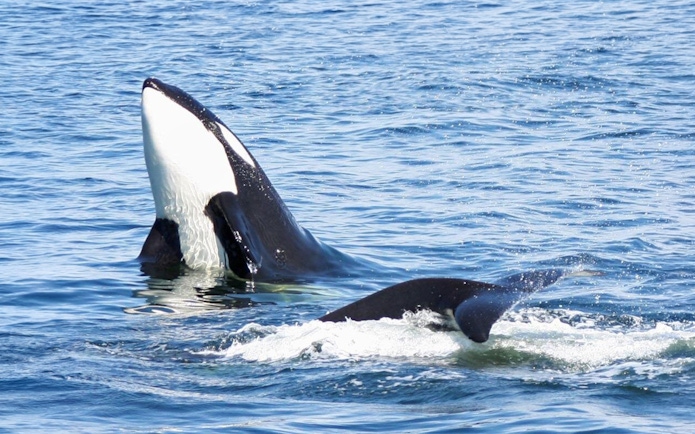 Orca breaching in the waters near Seattle during a wildlife and whale watching tour.