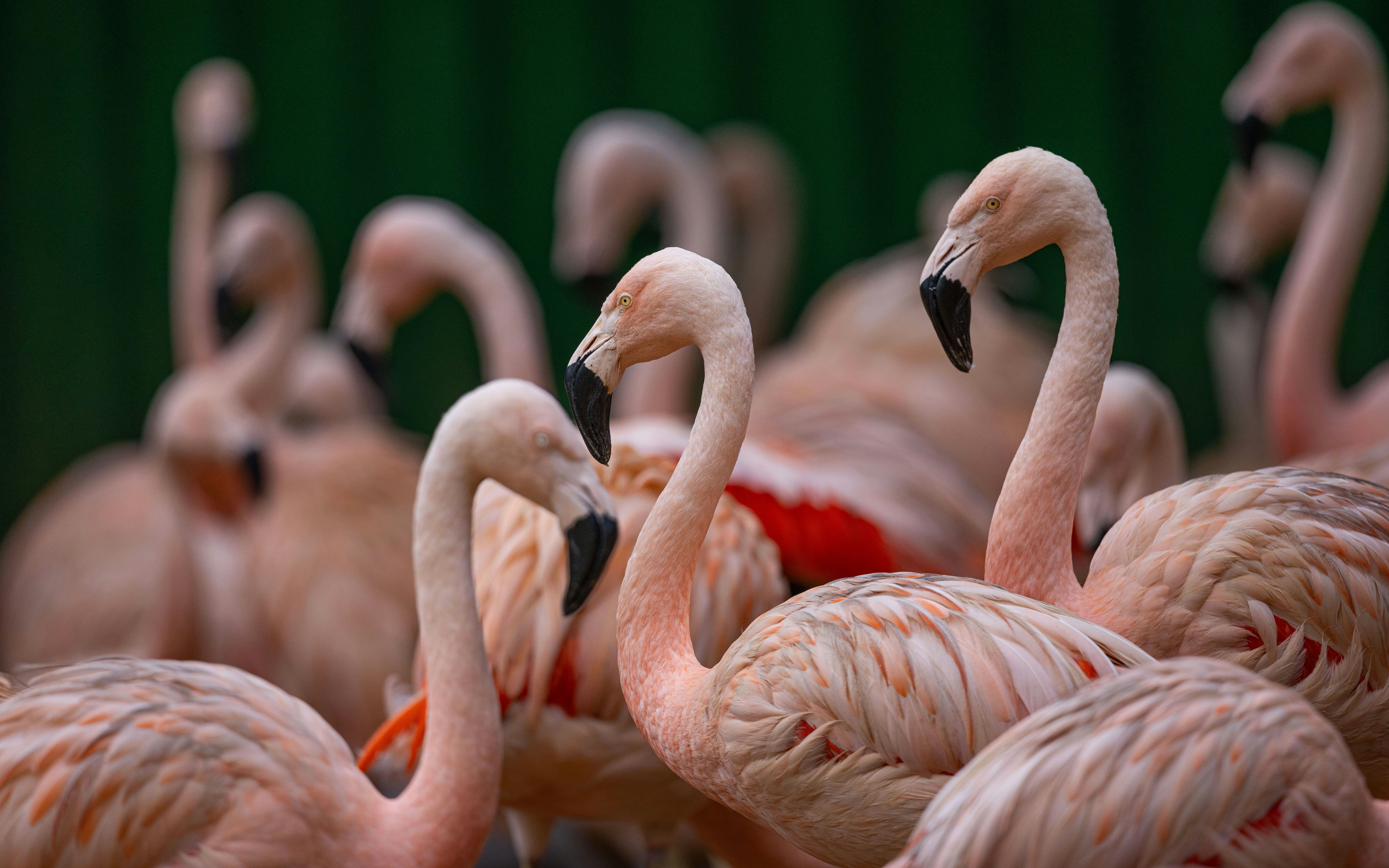 Flamingos gathered at São Paulo Zoo.