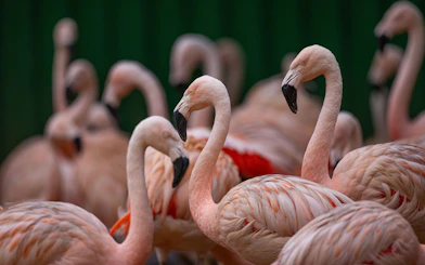 Flamingos gathered at São Paulo Zoo.