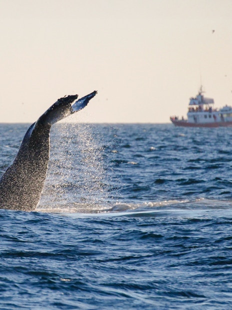 Whale tail splashing in ocean near tour boat, Reykjavik Midnight Sun tour.