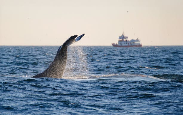 Whale tail splashing in ocean near tour boat, Reykjavik Midnight Sun tour.