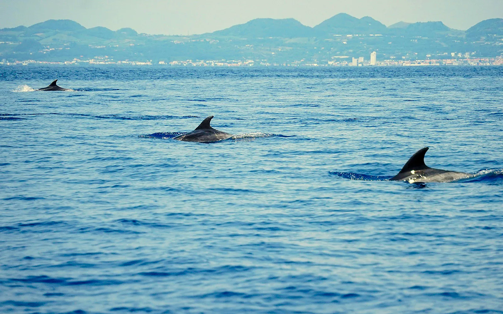Whale & Dolphin Watching in Pico Island | Azores Image 7