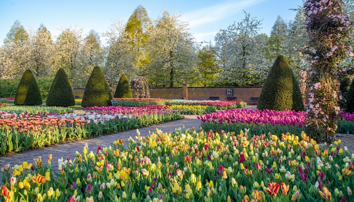 Keukenhof garden with colorful tulip beds and manicured hedges in spring, Netherlands.