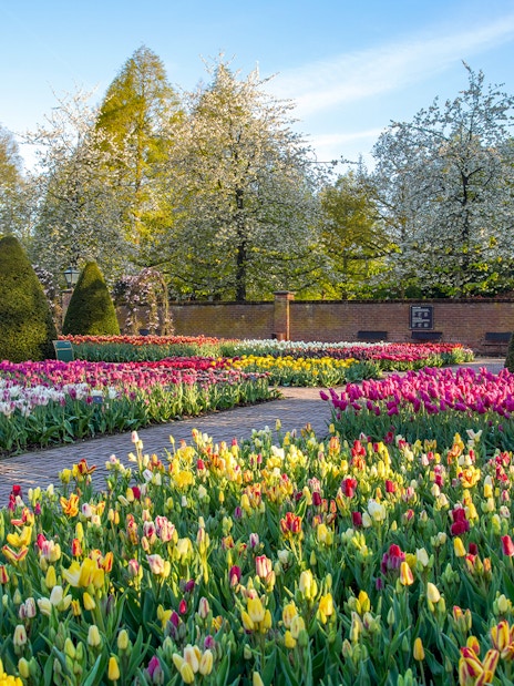 Keukenhof garden with colorful tulip beds and manicured hedges in spring, Netherlands.