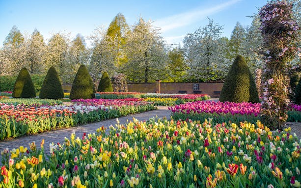 Keukenhof garden with colorful tulip beds and manicured hedges in spring, Netherlands.