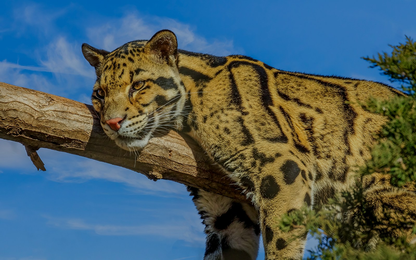 Clouded leopard resting on a tree branch against a blue sky.