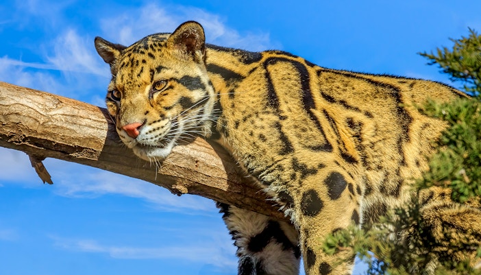 Night Safari Singapore - Clouded Leopard