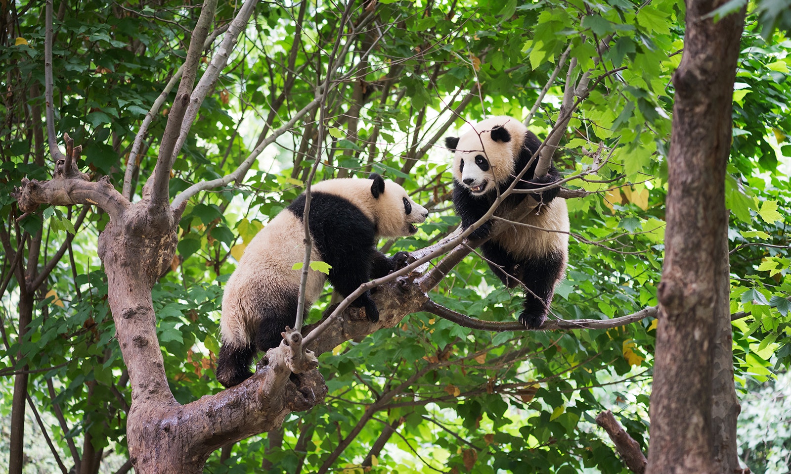 Two giant pandas playing at River Wonders