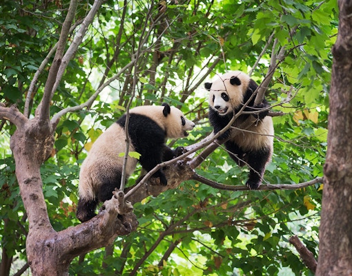 River Wonders Singapore Tickets