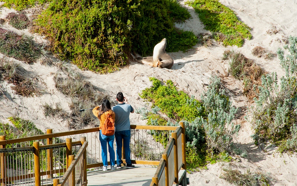 Couple photographing seal at Seal Bay Conservation Park, Kangaroo Island.