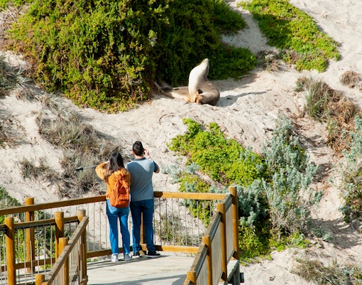 Couple photographing seal at Seal Bay Conservation Park, Kangaroo Island.