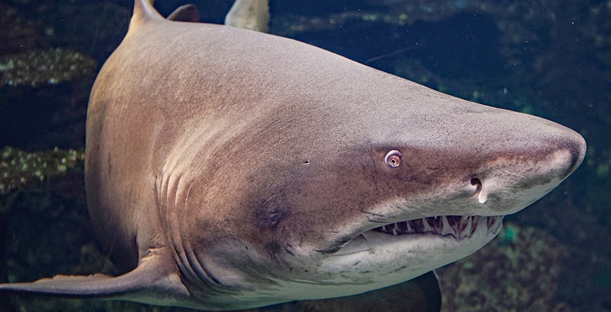 Nausicaá - Narodowe Centrum Morskie