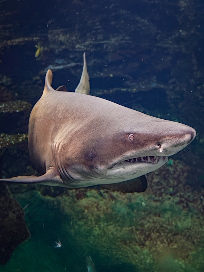 Shark swimming in a large aquarium exhibit.