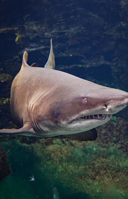 Shark swimming in a large aquarium exhibit.