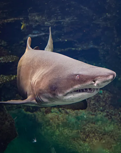 Shark swimming in a large aquarium exhibit.