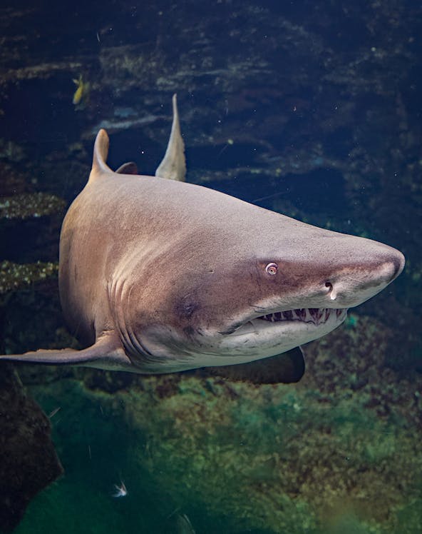 Shark swimming in a large aquarium exhibit.