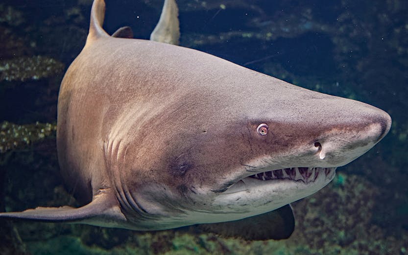Shark swimming in a large aquarium exhibit.