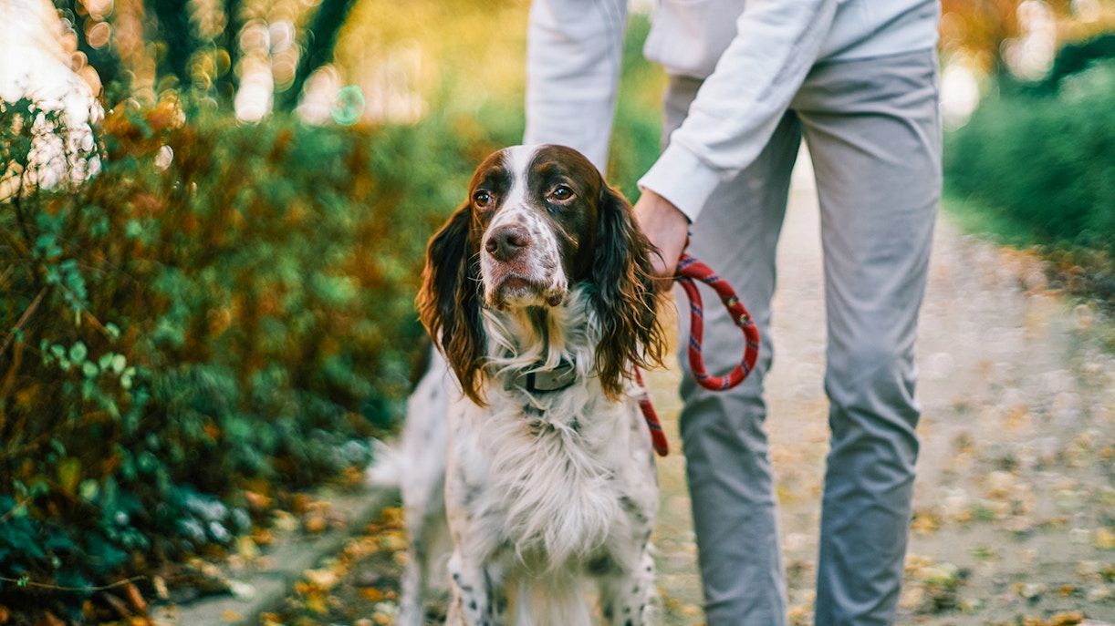 Dog at Villa Jovis