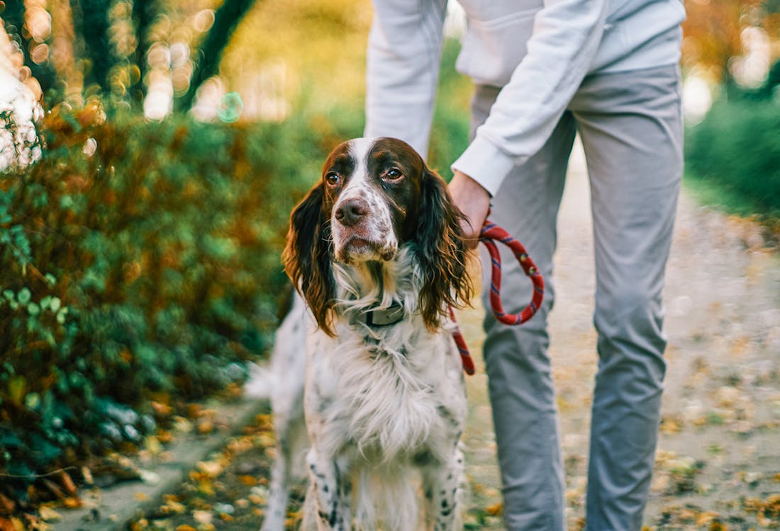 Dog in Paris Garden