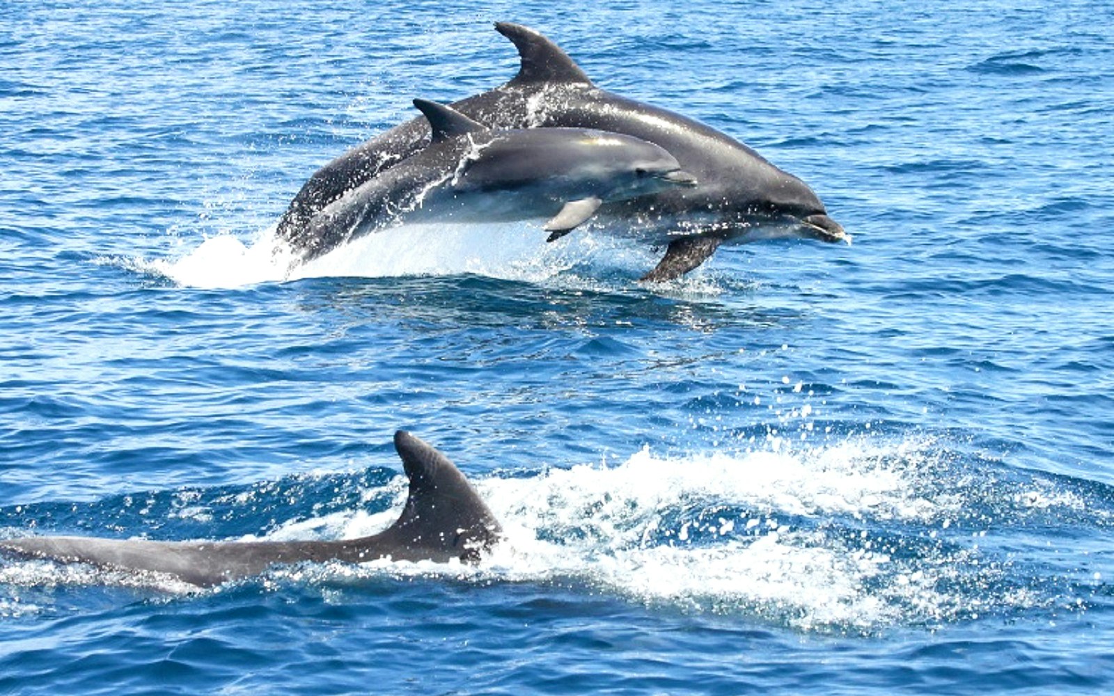 Dolphins leaping in the ocean during a guided tour from Albufeira to Benagil Caves.