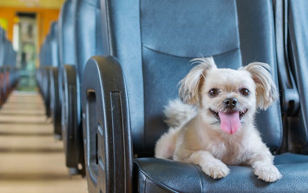 Dog sitting on a train seat, Madrid Atocha to Zaragoza Delicias route.
